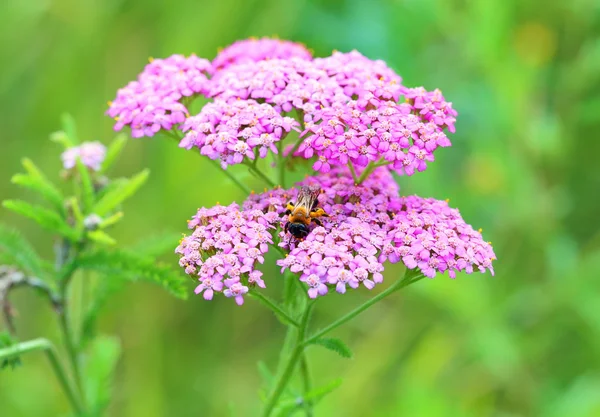 Schafgarbe und Hummel aus nächster Nähe — Stockfoto