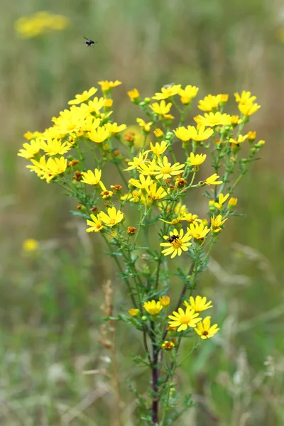 Senecio erucifolius närbild — Stockfoto