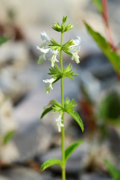 Пухнастий Stachys — стокове фото