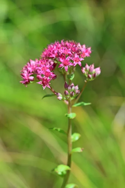 Hylotelephium triphyllum. A növény Szibériában — Stock Fotó