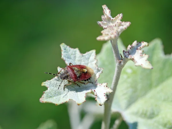 Dolycoris baccarum. Un insecto contra el follaje — Foto de Stock