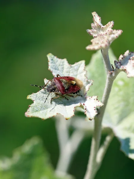 Dolycoris baccarum bug — Foto de Stock