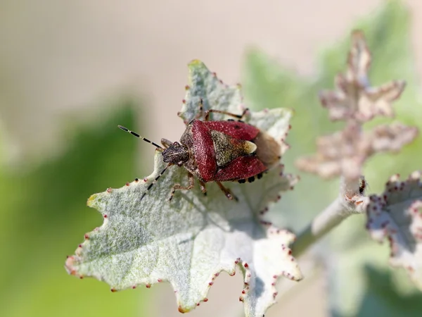 Dolycoris baccarum. Ένα σφάλμα μεταξύ φύλλωμα — Φωτογραφία Αρχείου