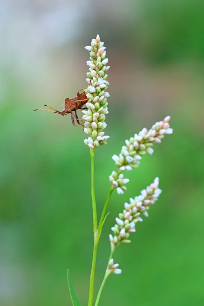 Käfer auf einer weißen Blume — Stockfoto