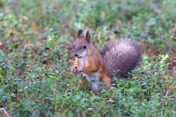 Squirrel among a grass — Stock Photo, Image