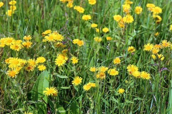 Inula britannica. Kvetoucí rostliny na louce — Stock fotografie