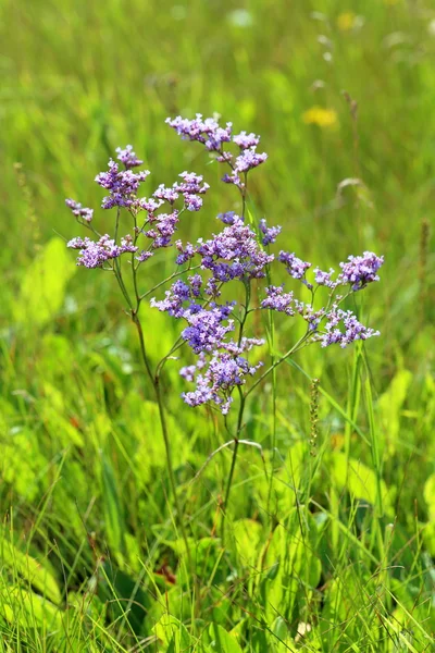 Limonium gmelinii — Stock Photo, Image