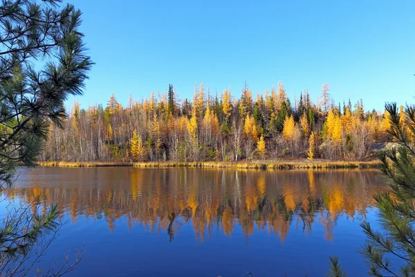 Caída en Siberia —  Fotos de Stock