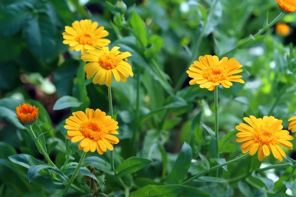 Blossoming of a calendula — Stock Photo, Image