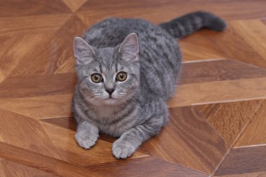 Gri İskoç yavru kedi