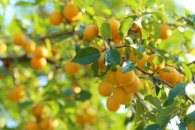 Kiraz eriği meyve bir Bahçe