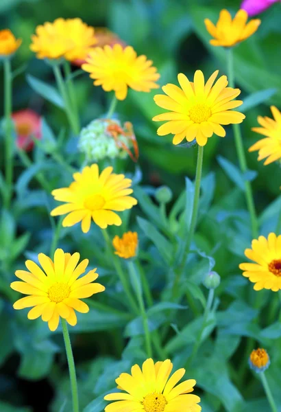 Färgglada blommor av en ringblomma — Stockfoto