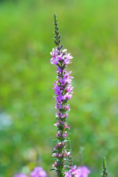 Lythrum salicaria. Øverste del af en plante - Stock-foto