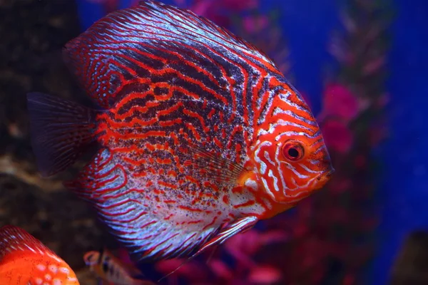 Discus turquoise duif — Stockfoto