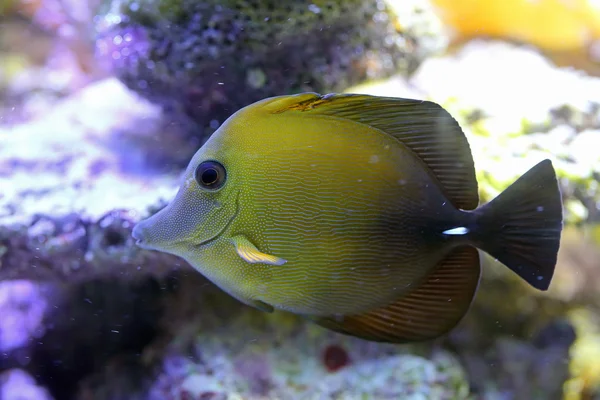 Zebrasoma elmas. Balık yakın çekim — Stok fotoğraf