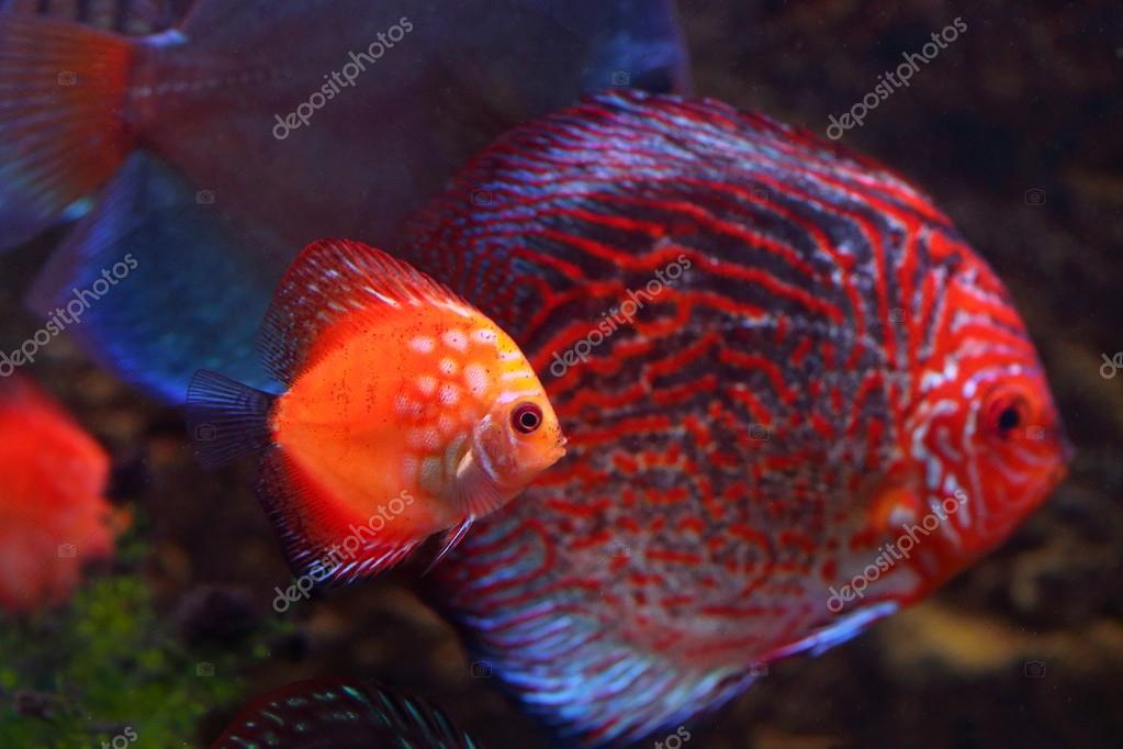 Diskusa float in an aquarium — Stock Photo © Grigoriy Pisotckii