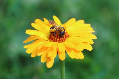 Bumblebee calendula çiçek pollinates