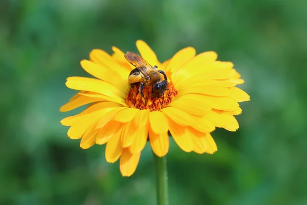 The bumblebee pollinates a calendula flower — Stock Photo, Image