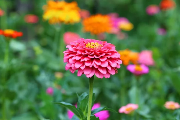 Zinnia multi-colorido de perto — Fotografia de Stock