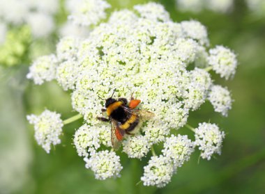 Yaban-arısı bir havuç çiçek üzerinde