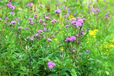 Serratula coronata. Bir bitki çiçek