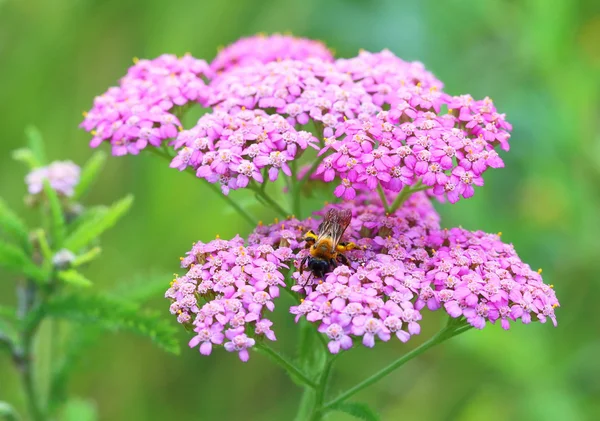 O zangão arrasta-se em flores de um yarrow — Fotografia de Stock