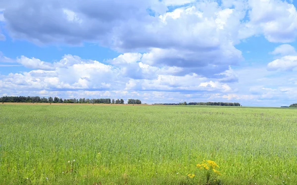 Campo de trigo en el día soleado —  Fotos de Stock