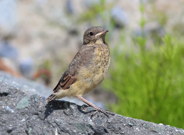 Anthus spinoletta. Pássaro em uma pedra — Fotografia de Stock