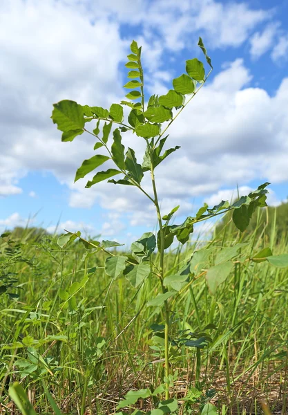 Glycyrrhiza. Egy gyógynövény elleni, a sky — Stock Fotó