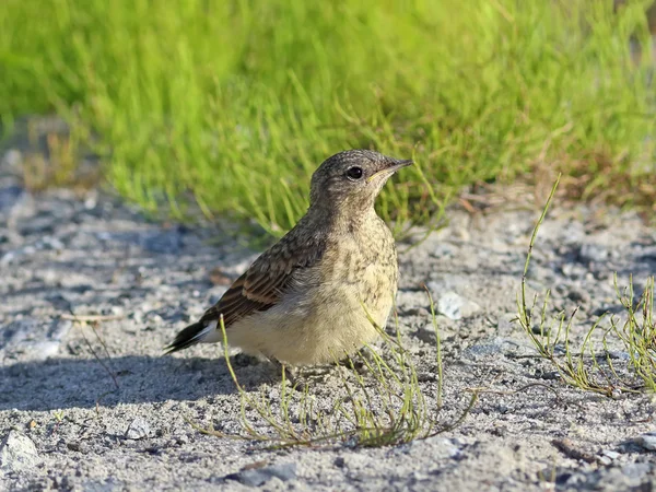 Oenanthe oenanthe. A bird on herbs — Stock Photo, Image