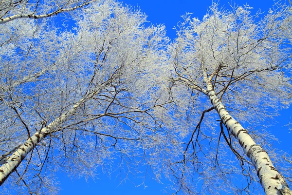 Bosque de invierno en Siberia —  Fotos de Stock