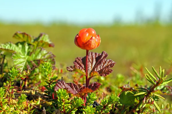 Sappige cloudberries close-up — Stockfoto