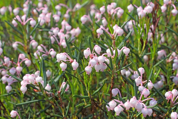 Bog rosemary. Flowers close up — Stock Photo, Image
