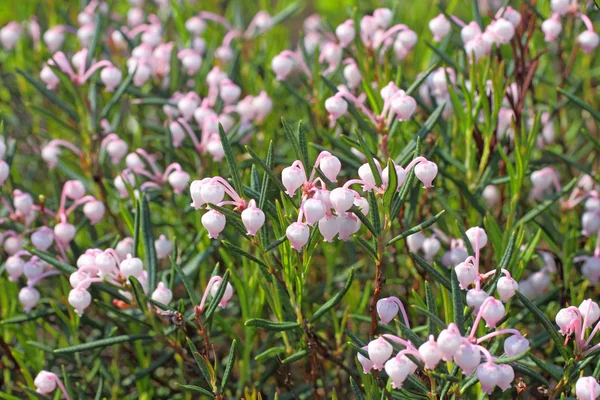 Bataklık rosemary. Çiçekler yakın çekim