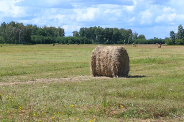 Haystack в Сибири — стоковое фото
