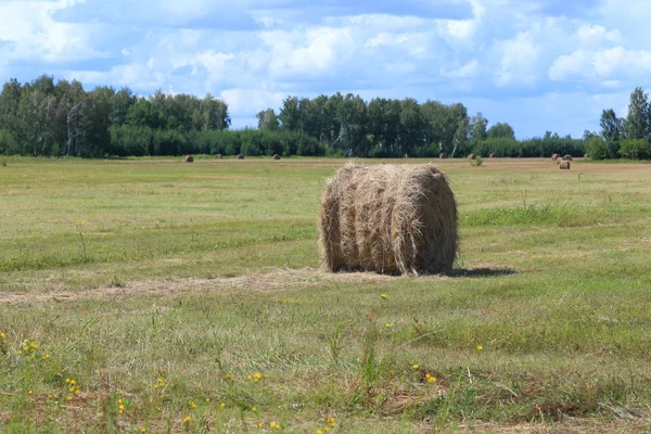 Höstack i Sibirien — Stockfoto