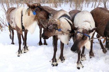 bir takım reindeers