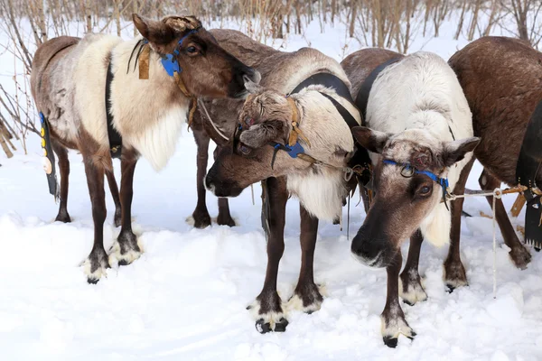 Reindeers in a team — Stock Photo, Image