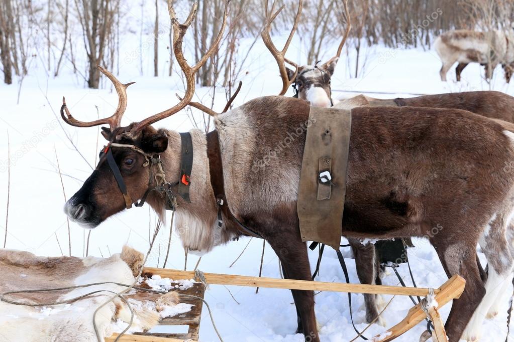 Reindeers in a team close up