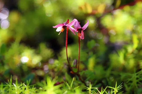 Blossoming of a cranberry in the spring in Siberia — Stock Photo, Image