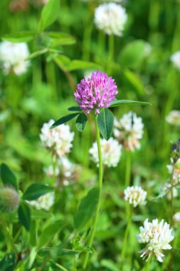 Kırmızı bir yonca beyaz çiçekler arasında nitelikte