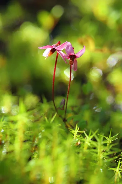 Flores de arándano en un pantano — Foto de Stock