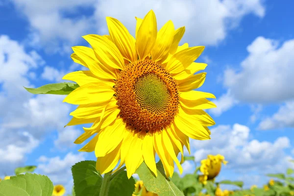 Zonnebloem tegen de hemel close-up — Stockfoto