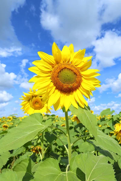 Veld met zonnebloemen — Stockfoto