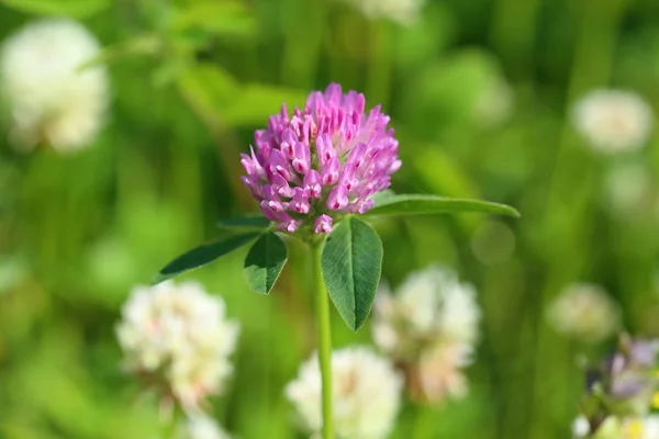 Pink clover among white flowers Royalty Free Stock Photos