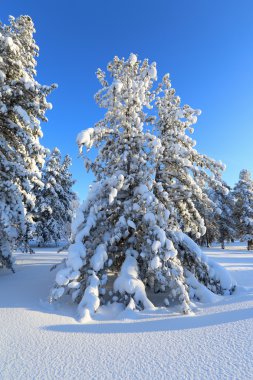Cedar grove kış güneşli gün