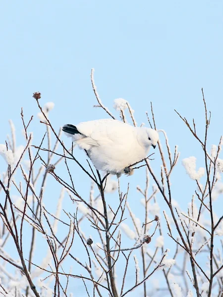 柳の枝に冬羽の中のウズラ — ストック写真