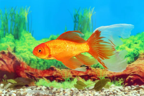 Guldfisk med en vacker svans — Stockfoto