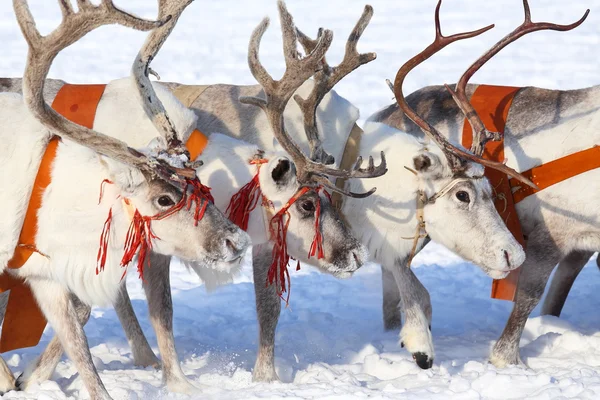 Reindeers close up — Stock Photo, Image