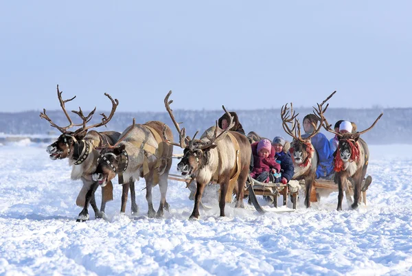 Adults and children ride deer — Stock Photo, Image